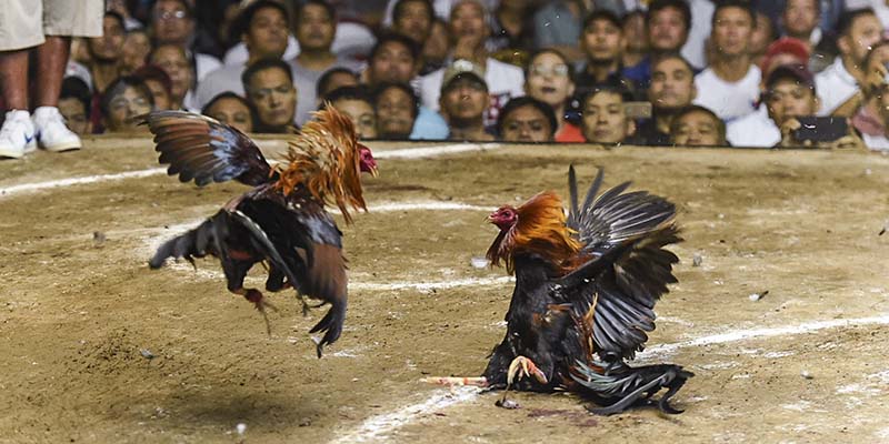 Đá Gà Thomo Là Gì? Xem Chọi Gà Ở Đâu Uy Tín Nhất Hiện Nay? 3 Lý giải cho việc Đá Gà Thomo thu hút được lượng lớn người quan tâm tới